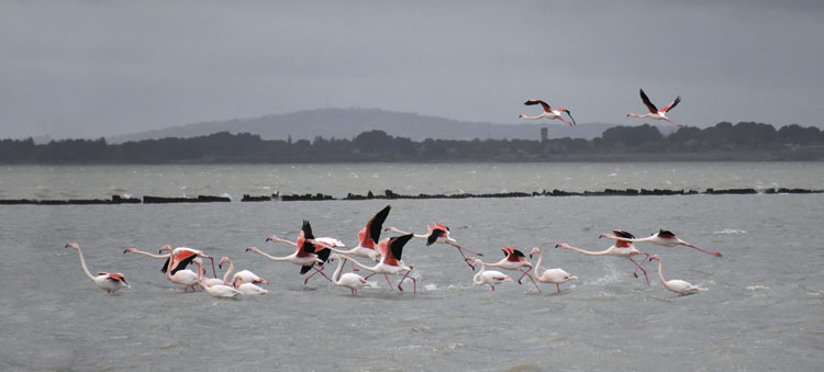 Vol de flamants roses à Balade autour de l'étang de Vic-la-Gardiole